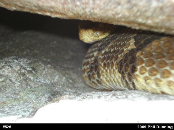 Timber Rattlesnake