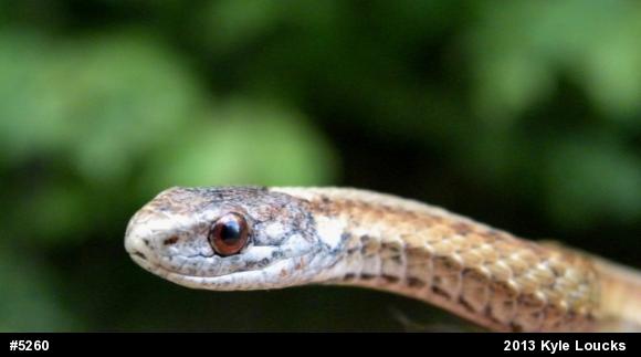 Red-bellied Snake