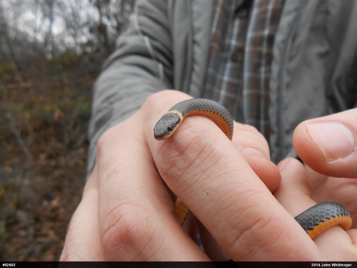Northern Ring-necked Snake