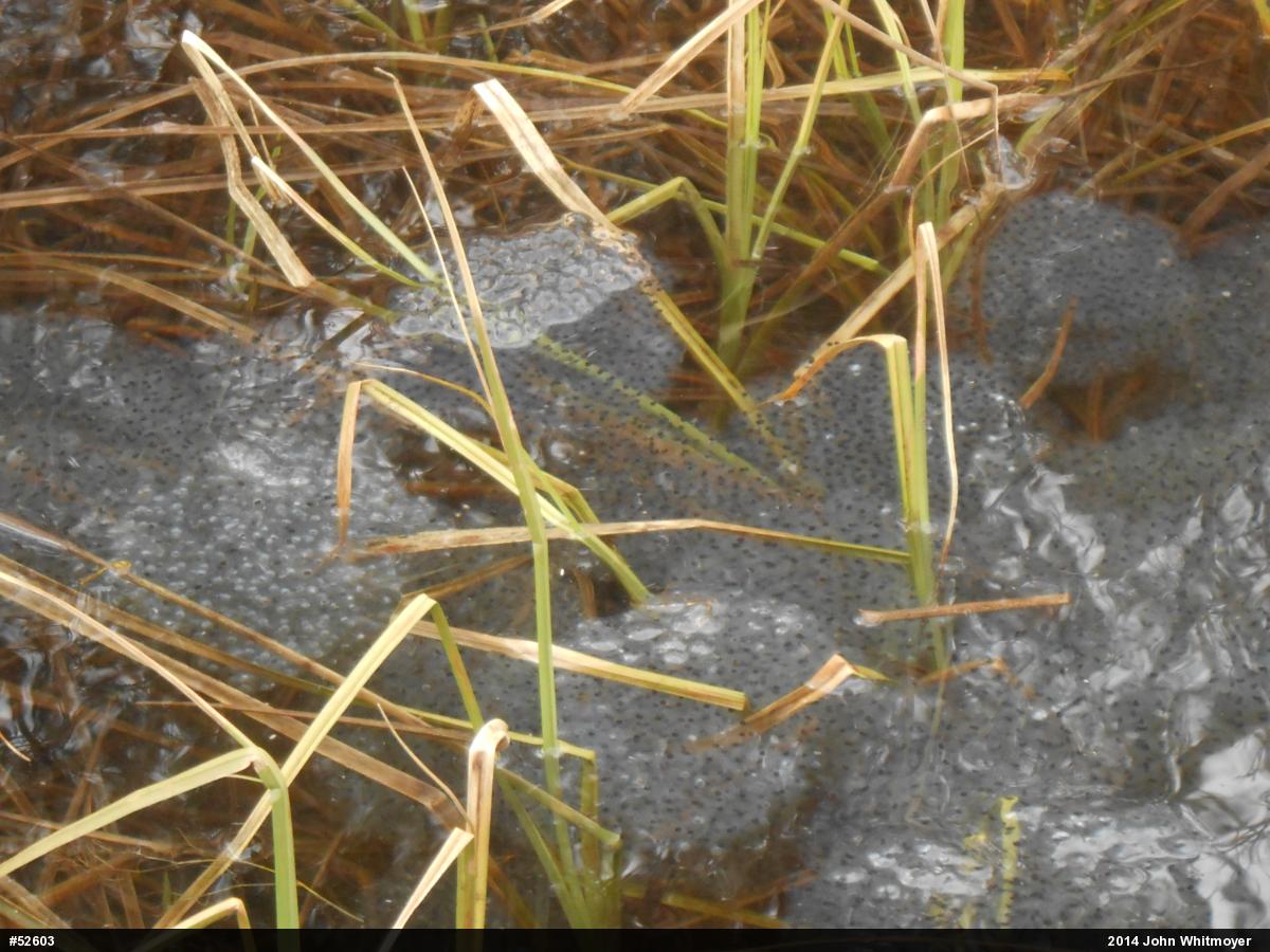 Wood Frog