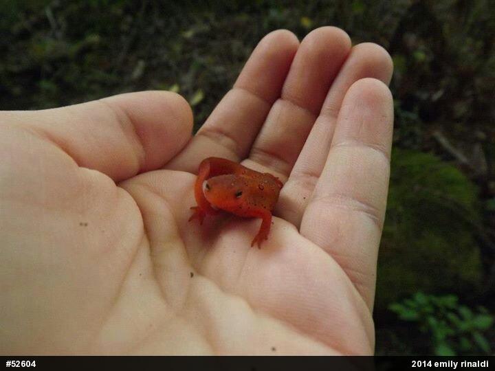 Red-spotted Newt