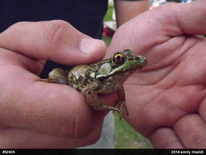 Green Frog
