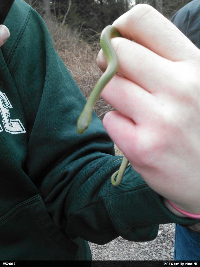 Smooth Greensnake