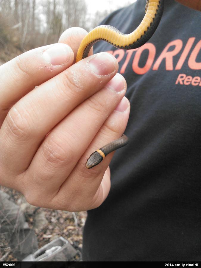 Northern Ring-necked Snake