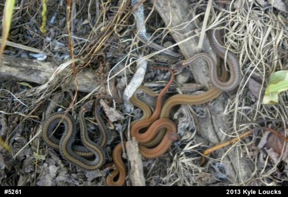 Red-bellied Snake