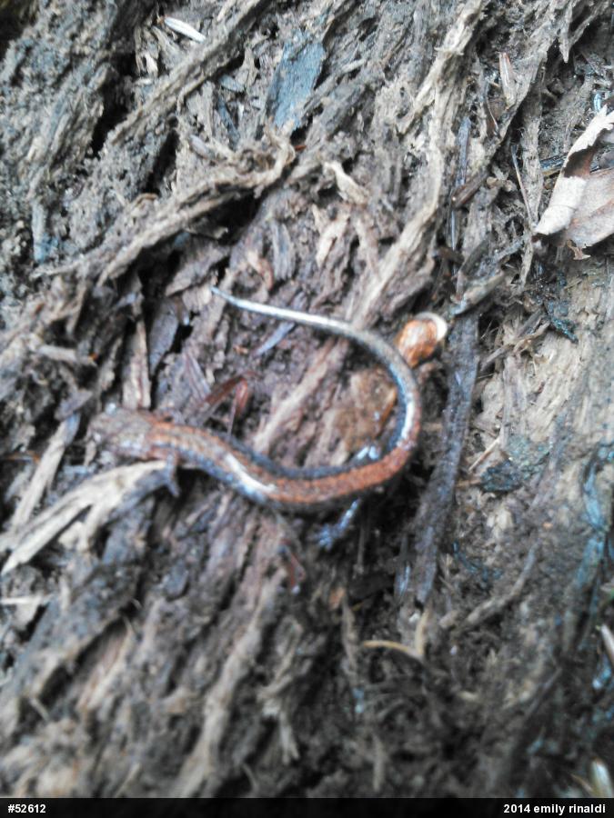 Eastern Red-backed  Salamander