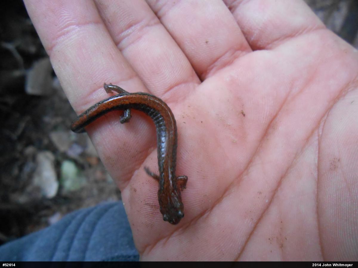 Eastern Red-backed  Salamander