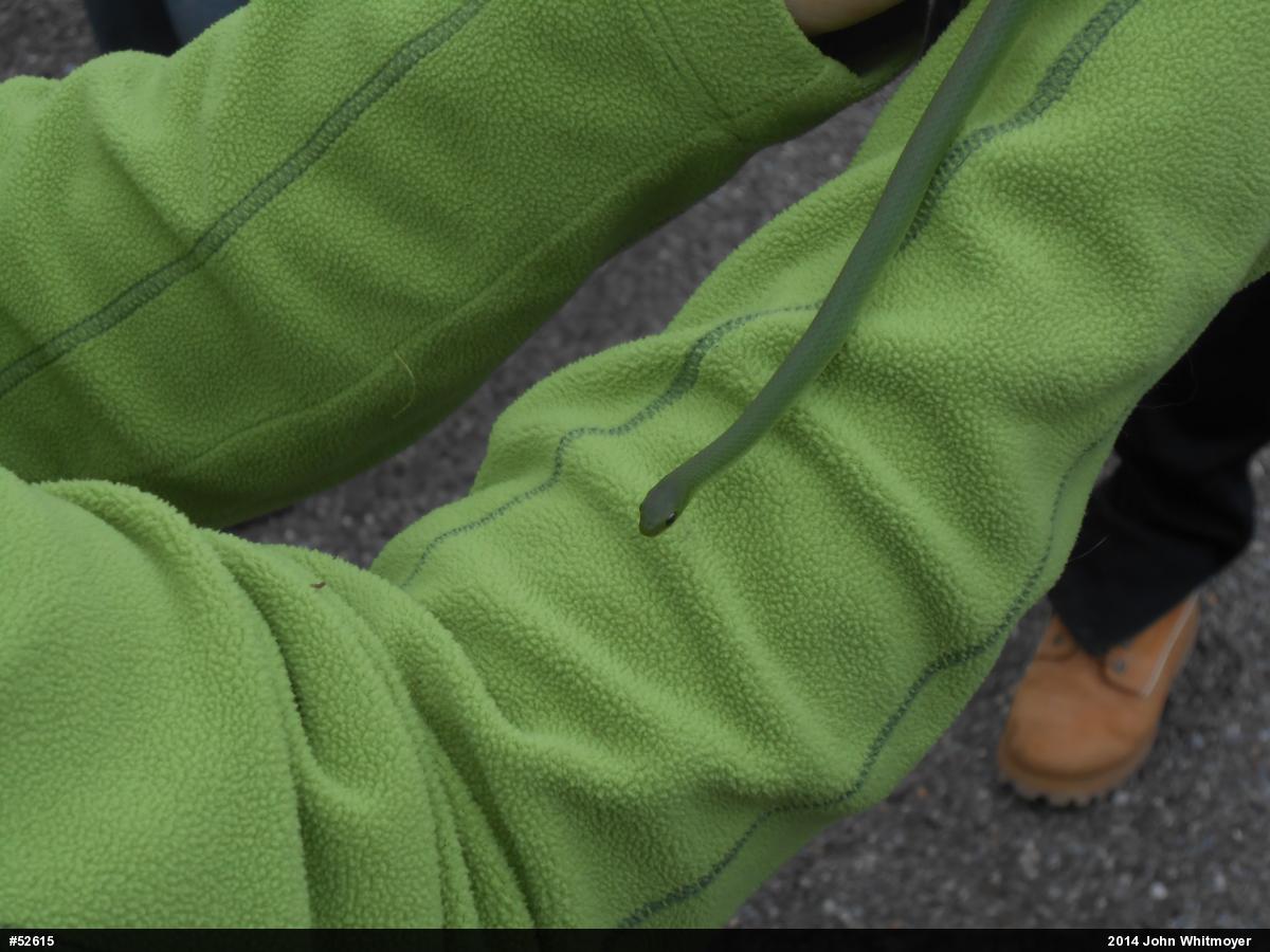 Smooth Greensnake