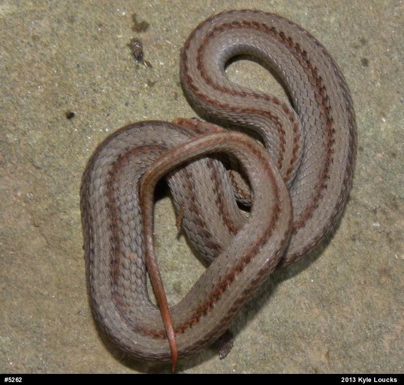 Red-bellied Snake