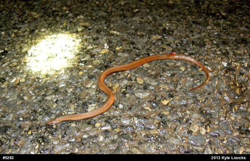Red-bellied Snake