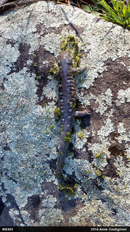 Spotted Salamander