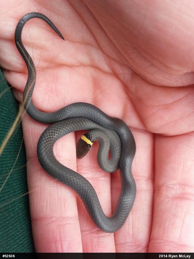 Northern Ring-necked Snake