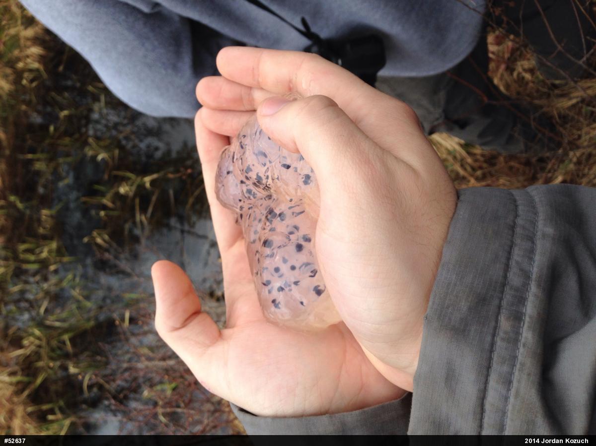 Spotted Salamander