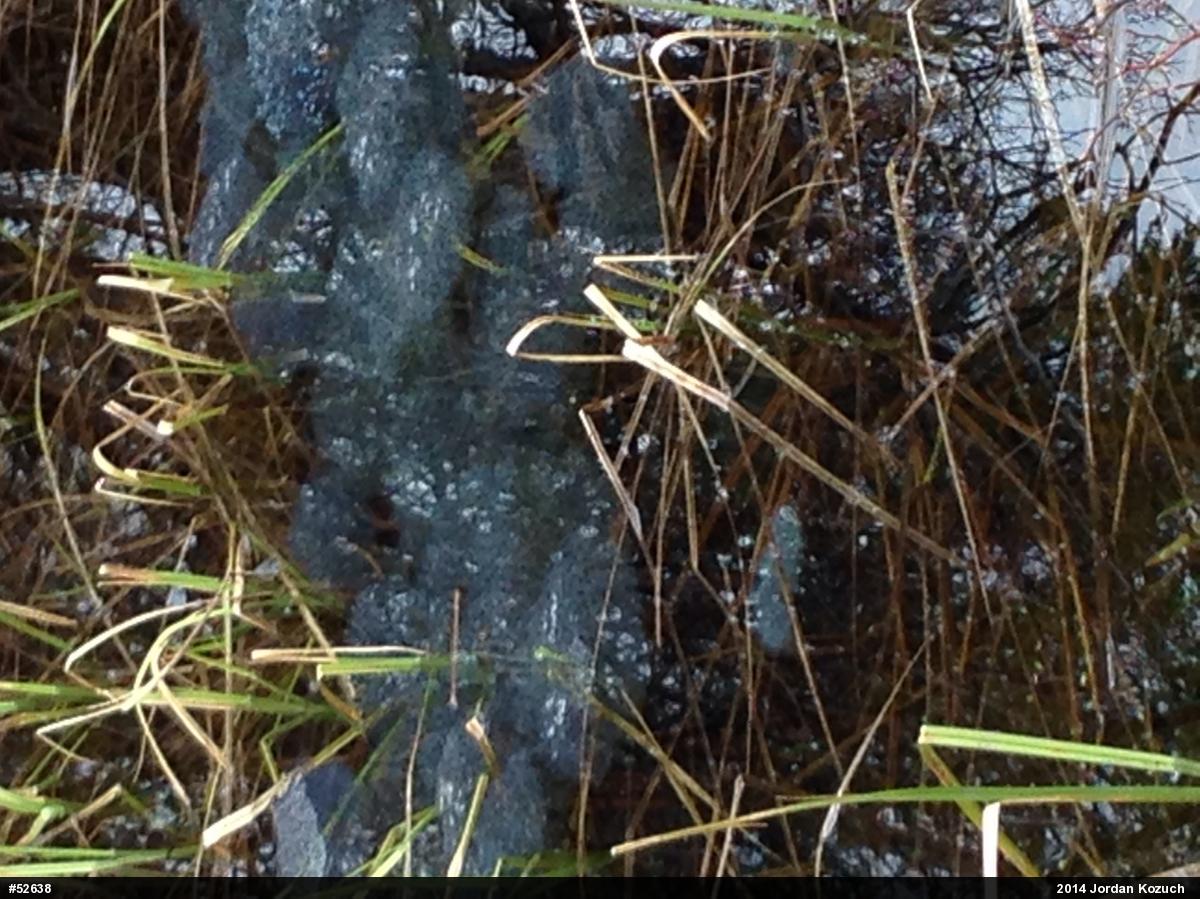 Wood Frog