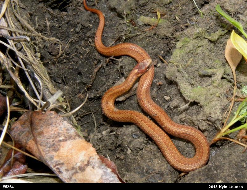 Red-bellied Snake