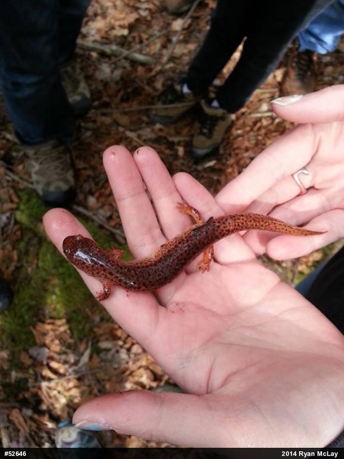 Northern Red Salamander