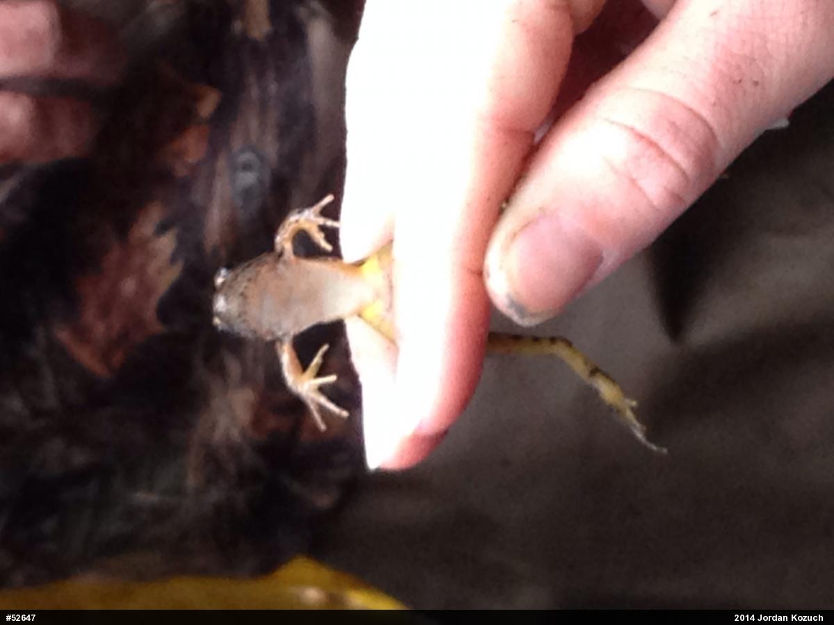 Pickerel Frog