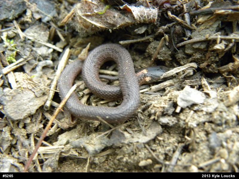 Red-bellied Snake