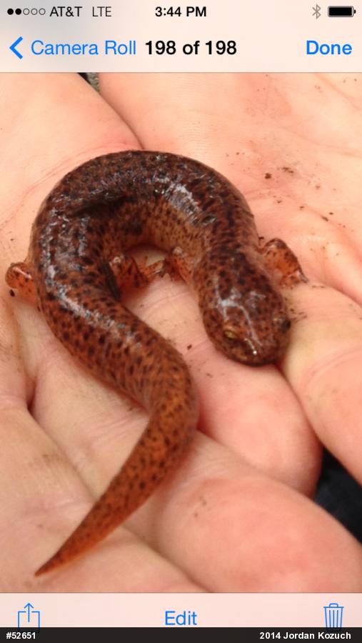 Northern Red Salamander