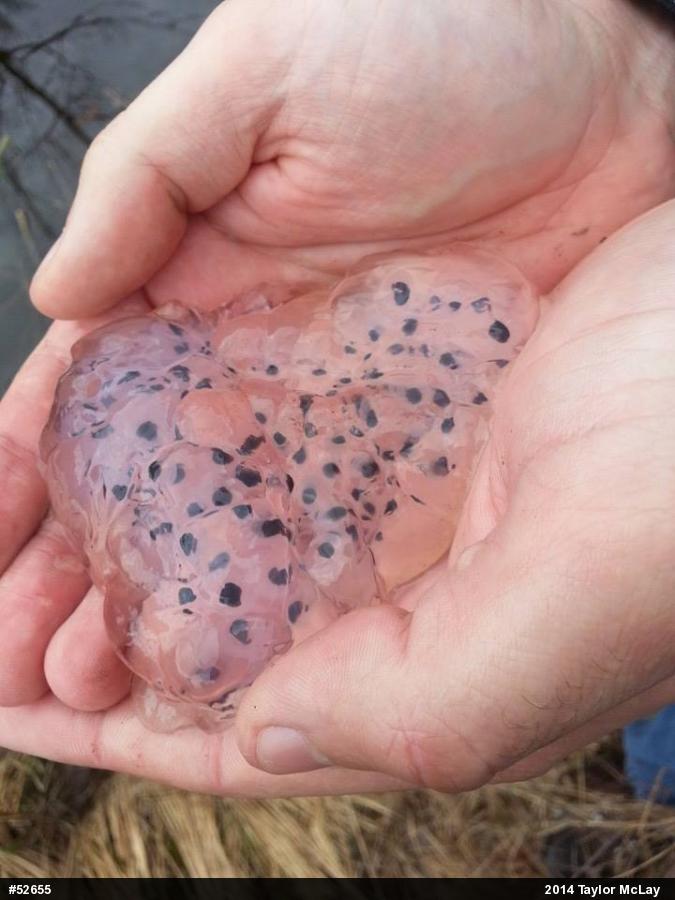 Spotted Salamander