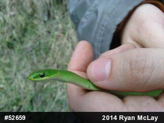 Smooth Greensnake