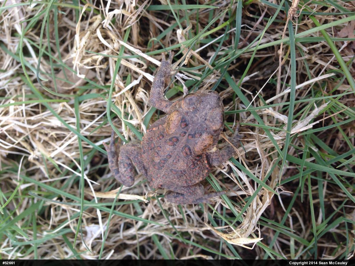True Toads