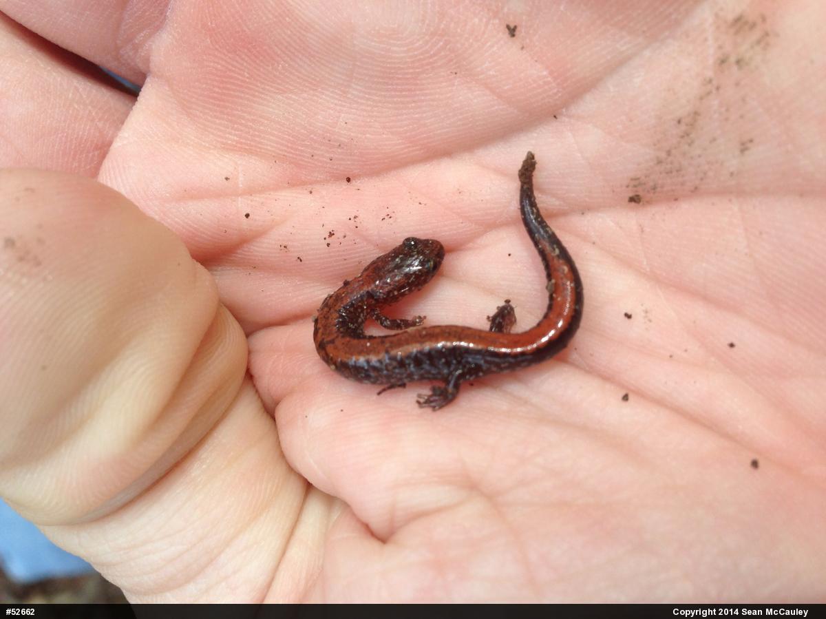 Eastern Red-backed  Salamander