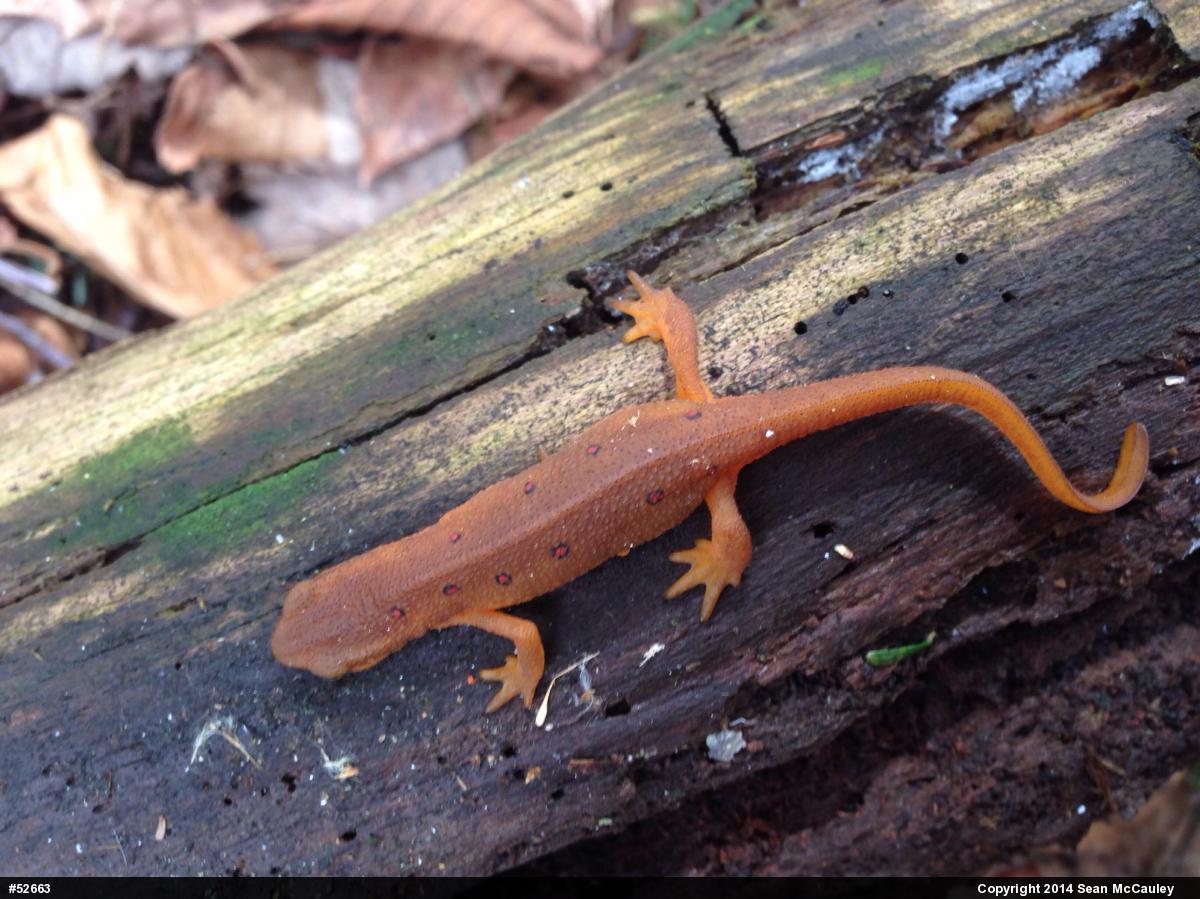 Red-spotted Newt