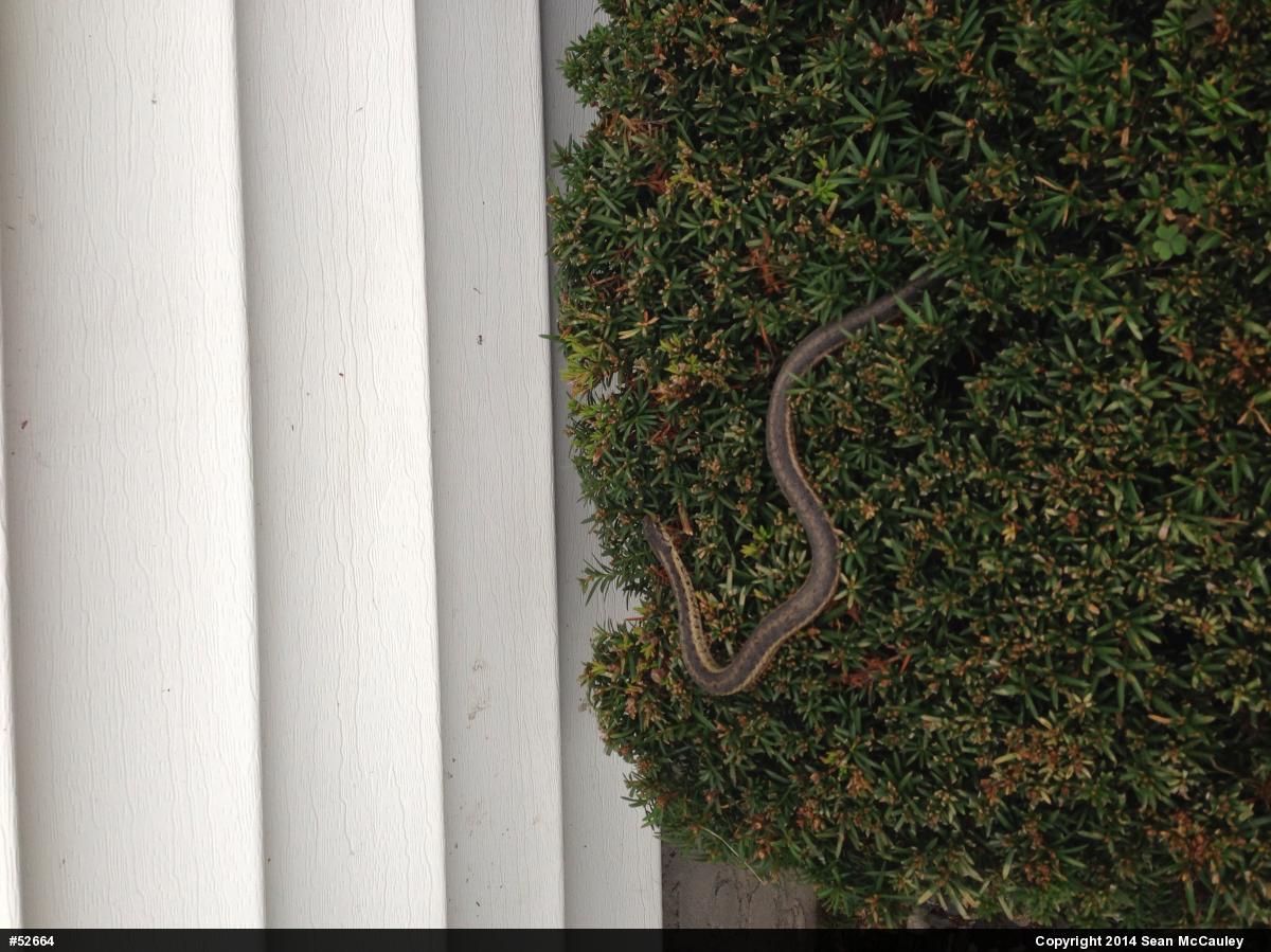 Eastern Gartersnake