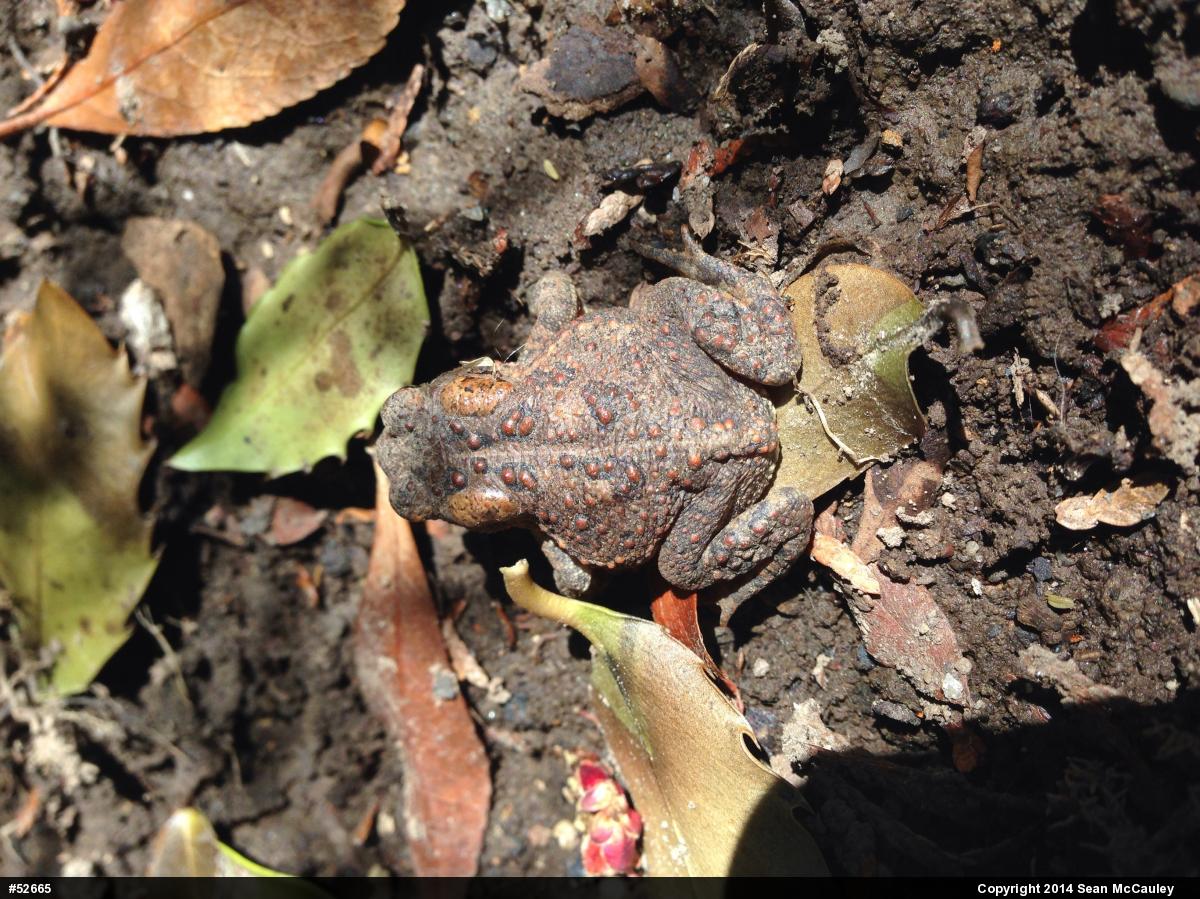 Eastern American Toad