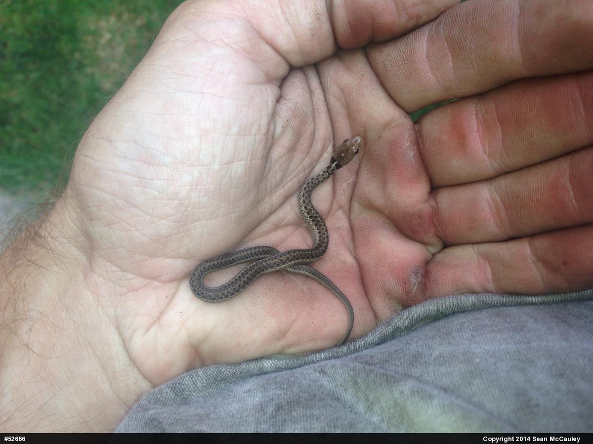 Eastern Gartersnake