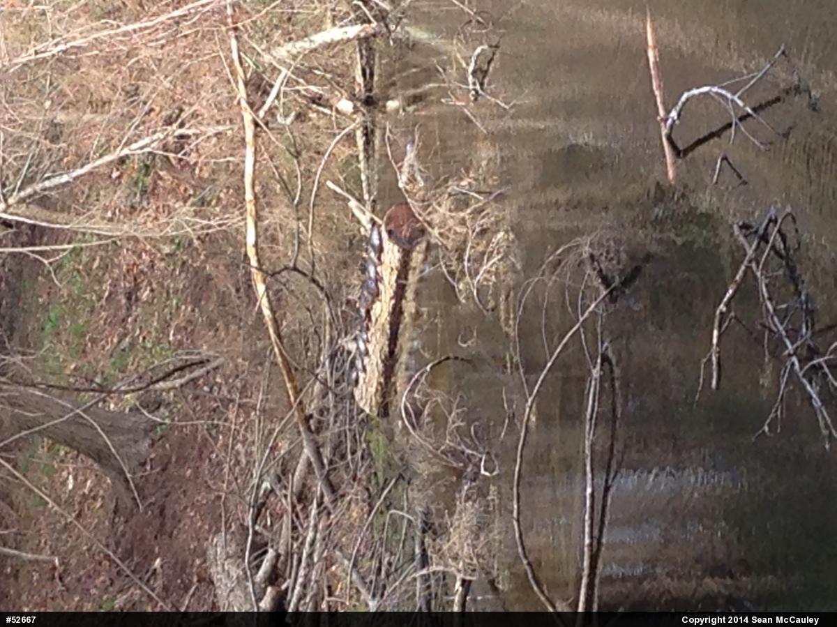 Painted Turtle