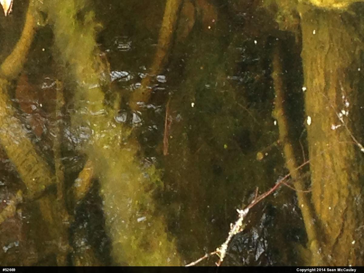 Red-spotted Newt