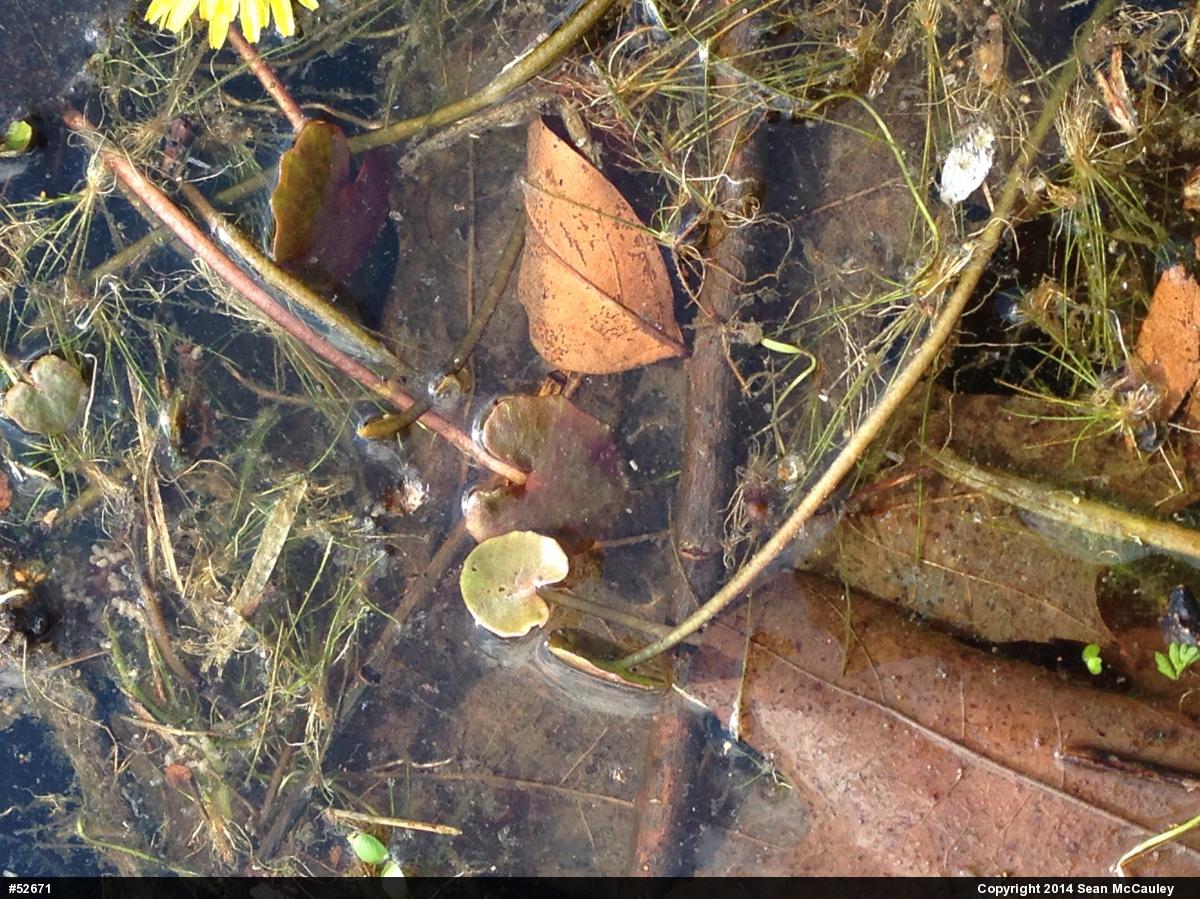American Bullfrog