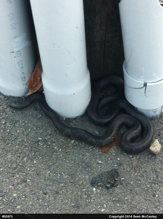 Eastern Ratsnake