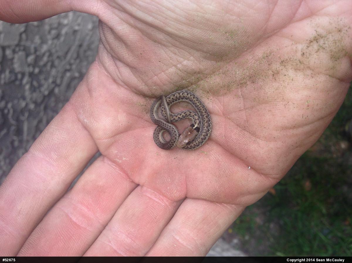 Eastern Gartersnake