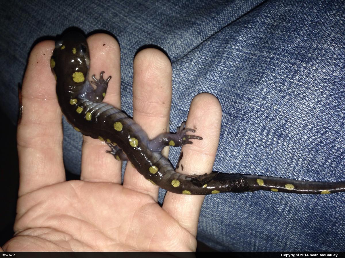 Spotted Salamander