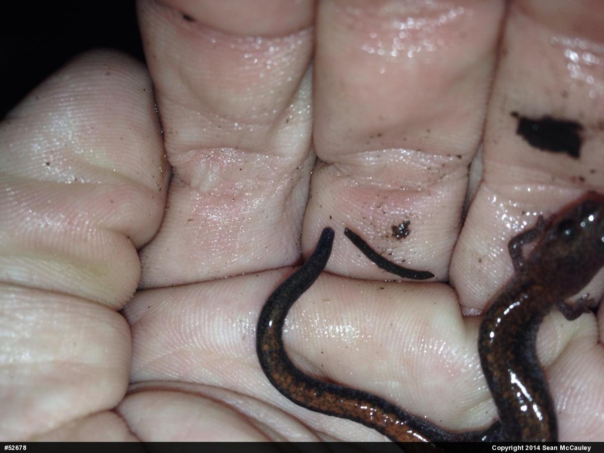 Eastern Red-backed  Salamander