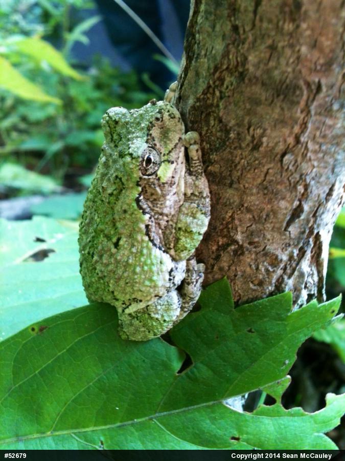Unknown Gray Treefrog