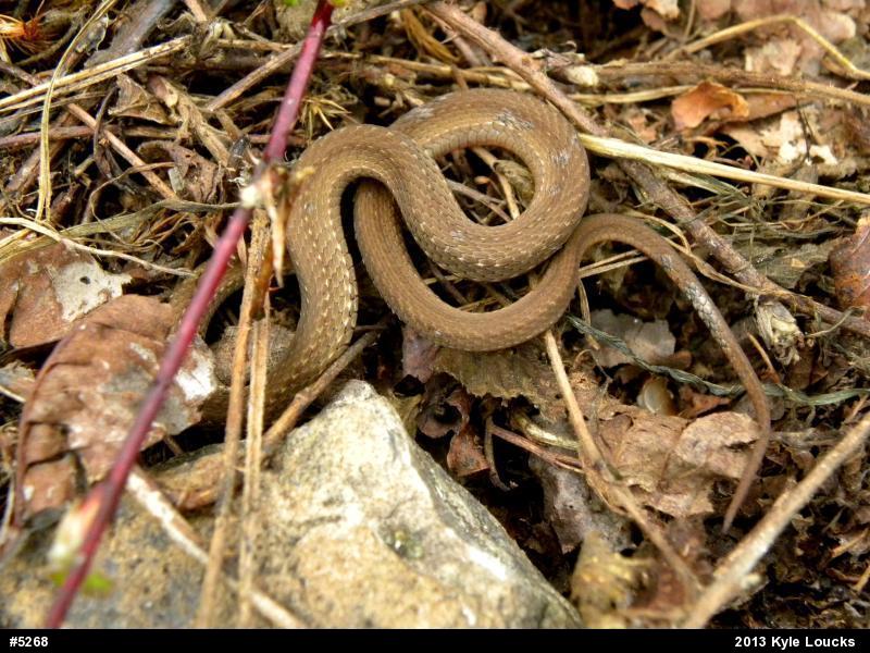 Red-bellied Snake