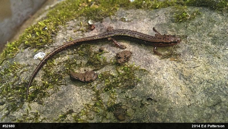 Northern Two-lined Salamander