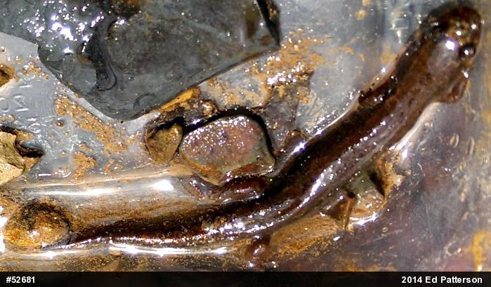 Northern Dusky Salamander