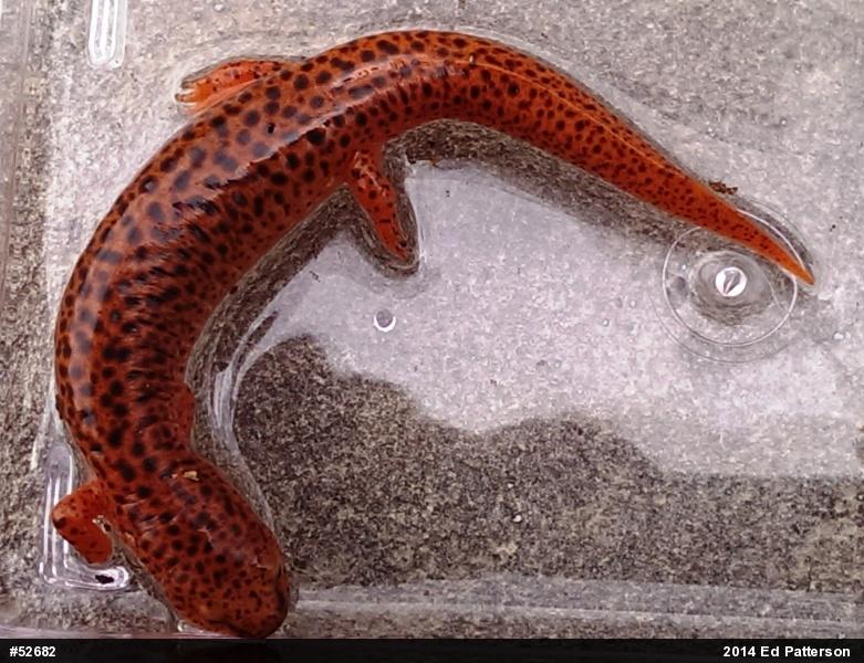Northern Red Salamander
