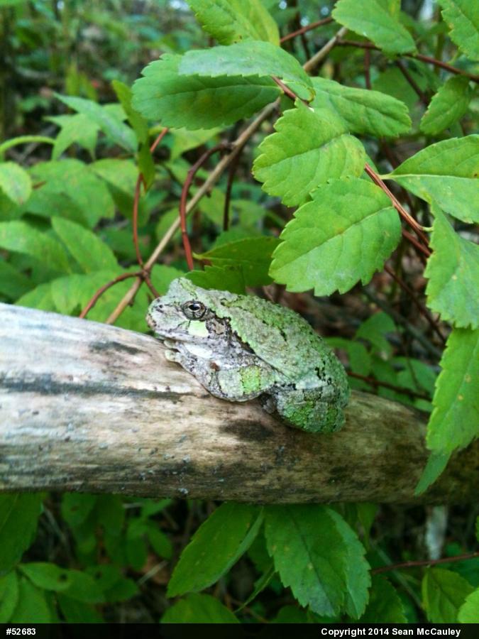 Unknown Gray Treefrog