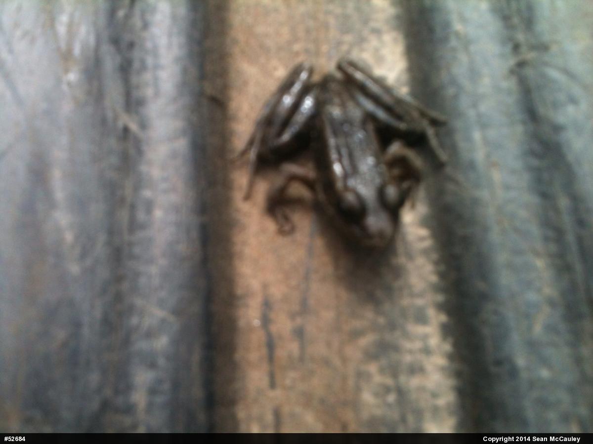 Pickerel Frog