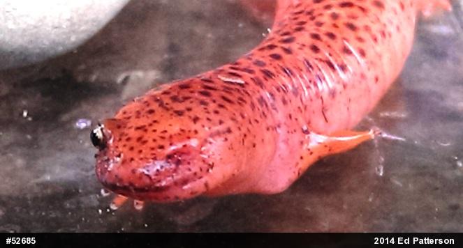 Northern Red Salamander