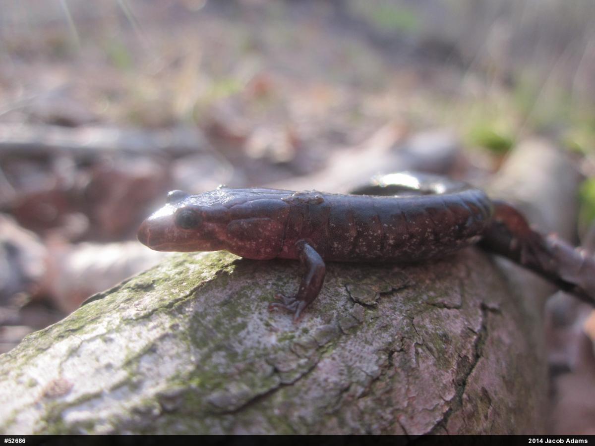 Northern Dusky Salamander