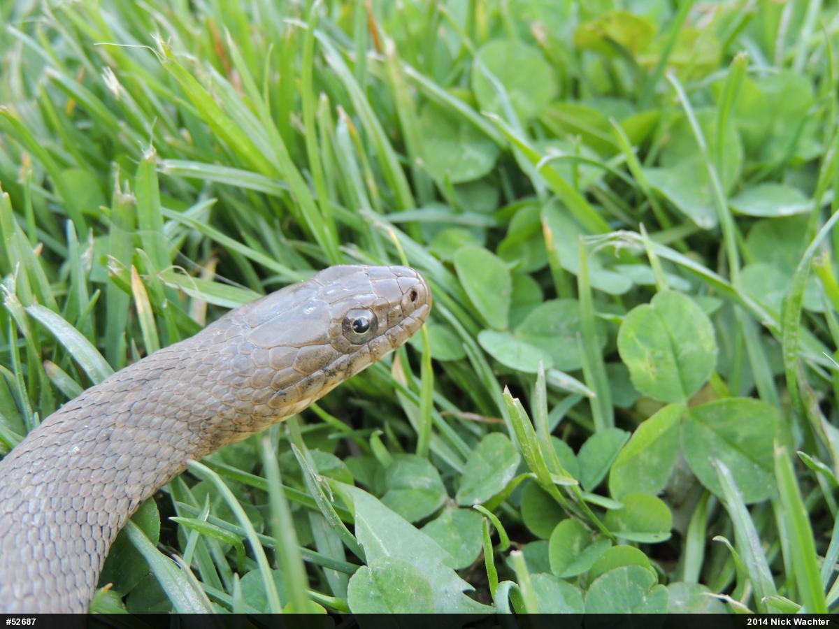 Northern Watersnake