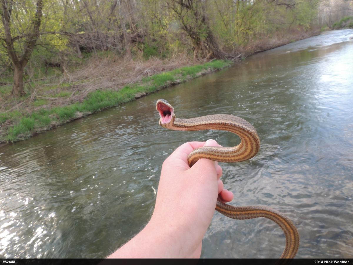 Queensnake