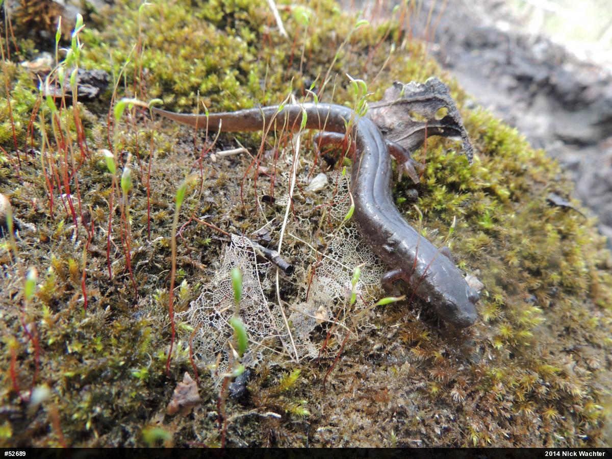 Northern Dusky Salamander